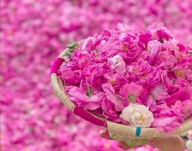 نرم افزار رایما در کاشان