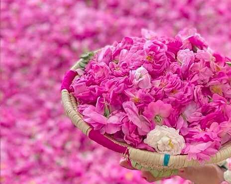 نرم افزار رایما در کاشان