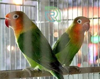 پرورش پرندگان خانگی