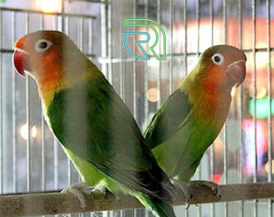 پرورش پرندگان خانگی